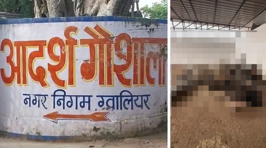 MP News: Over Dozen Cows Found Dead At Gaushala Following 'Lal Tipara Model' In Gwalior; Piled Up...