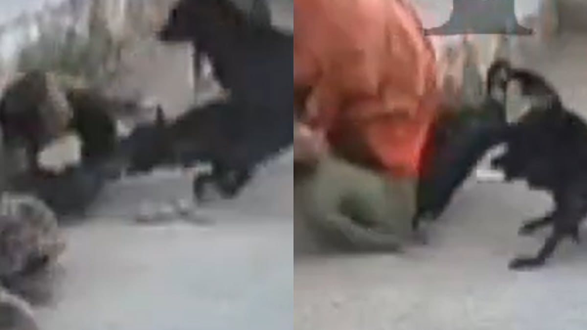 Rajasthan: CCTV Footage Shows Couple Attacked By Pack Of Stray Dogs On Jodhpur Street