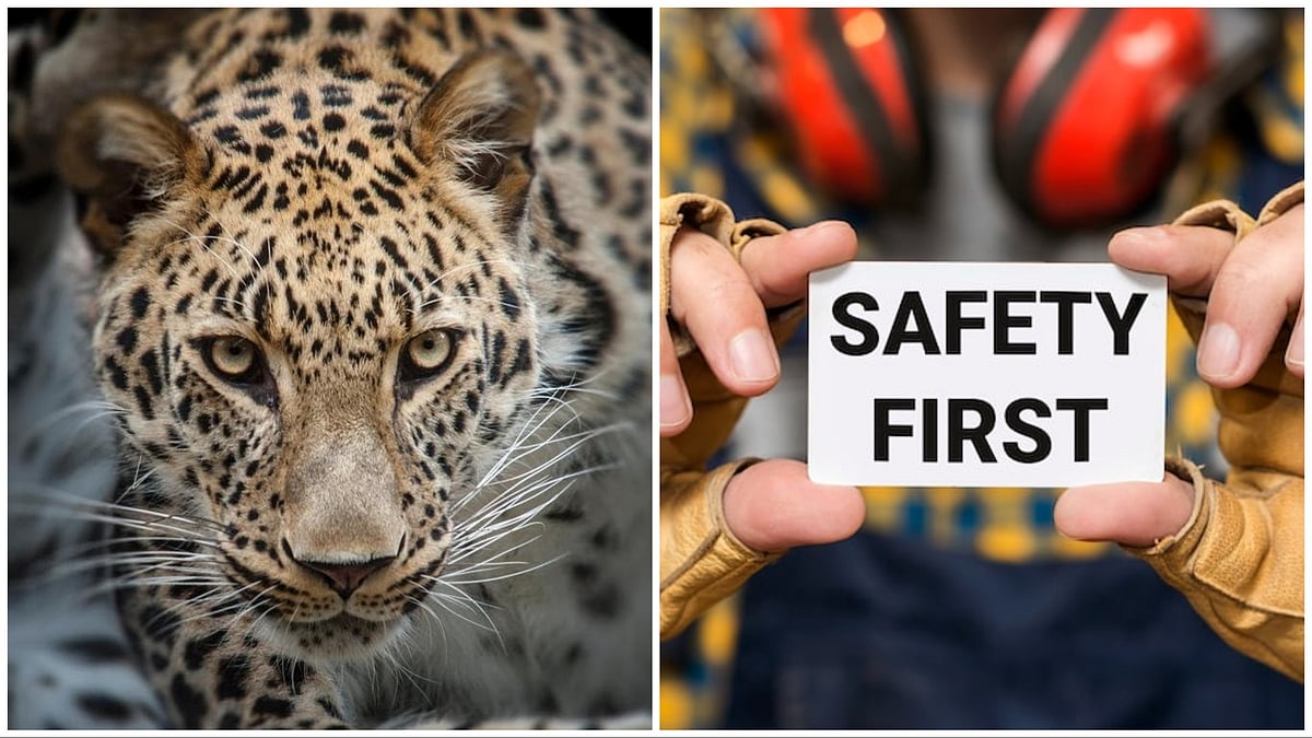 Facing A Leopard? Key Safety Measures Residents Must Know Amid Rising Conflicts In Pune 