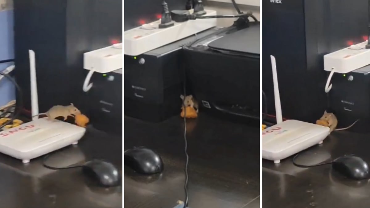 Alarming! Rats Found Moving In Care Unit Of Satna District Hospital After Jabalpur's Victoria Hospital Wards -- VIDEO | X