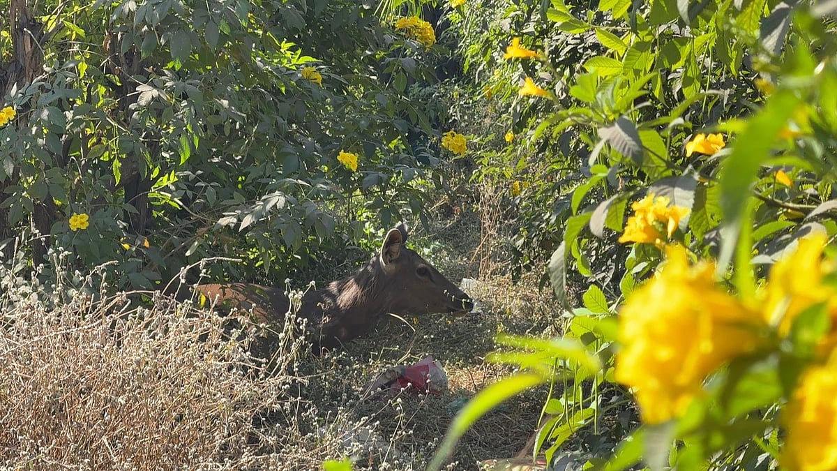 Injured Sambar Deer Rescued From Nashik Highway After Dog Chase |