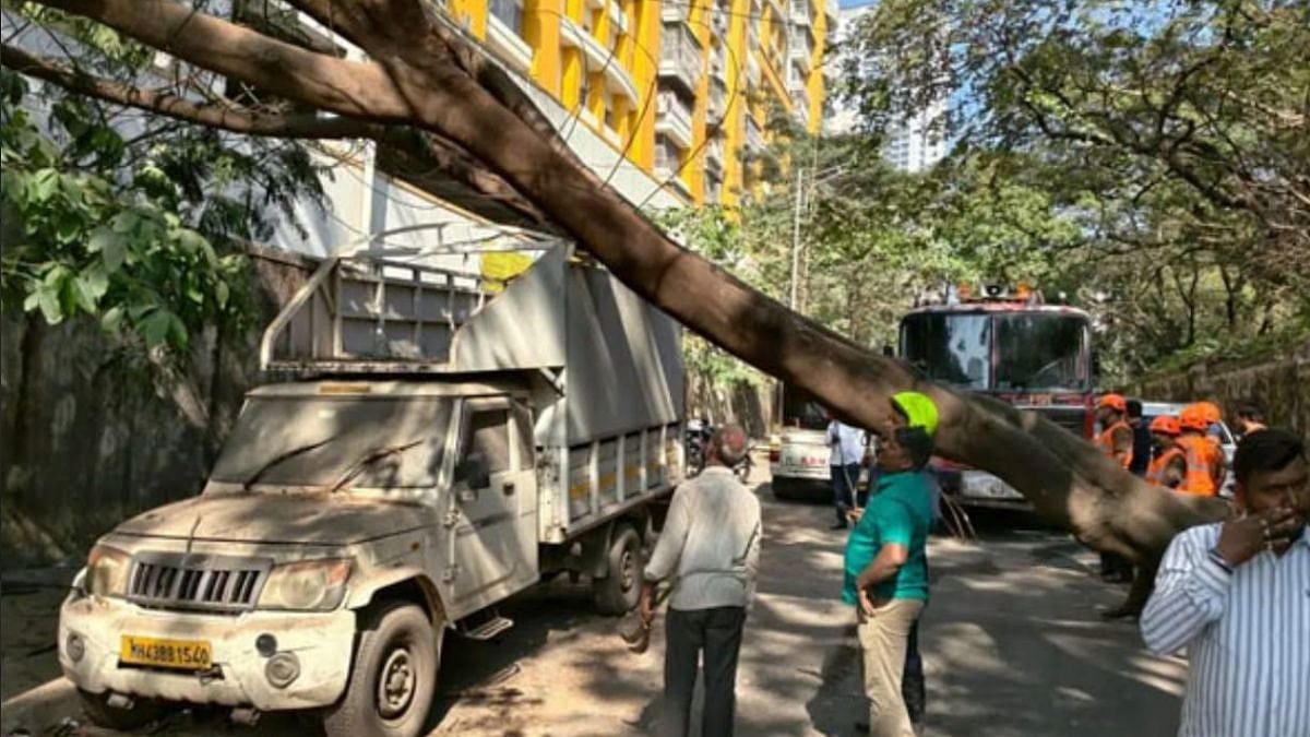 Thane: Large Tree Falls On Parked Vehicles In Shastri Nagar; No Injuries Reported