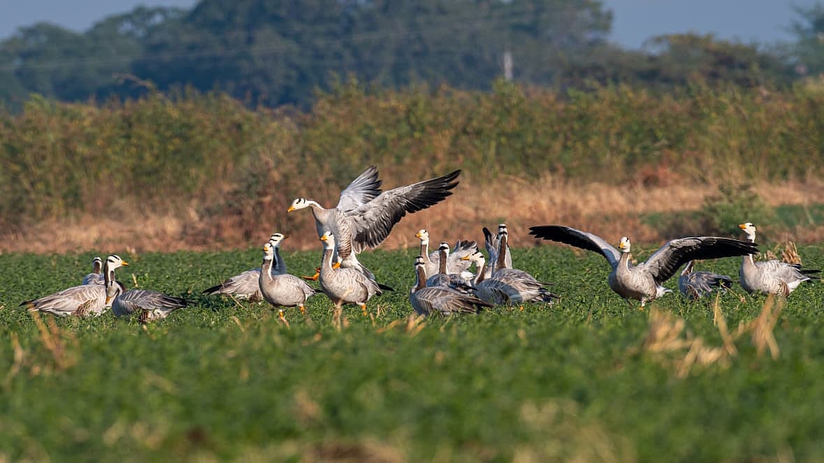 Rare Migratory Birds Flock To Latur Lakes, Delight Birdwatchers & Researchers