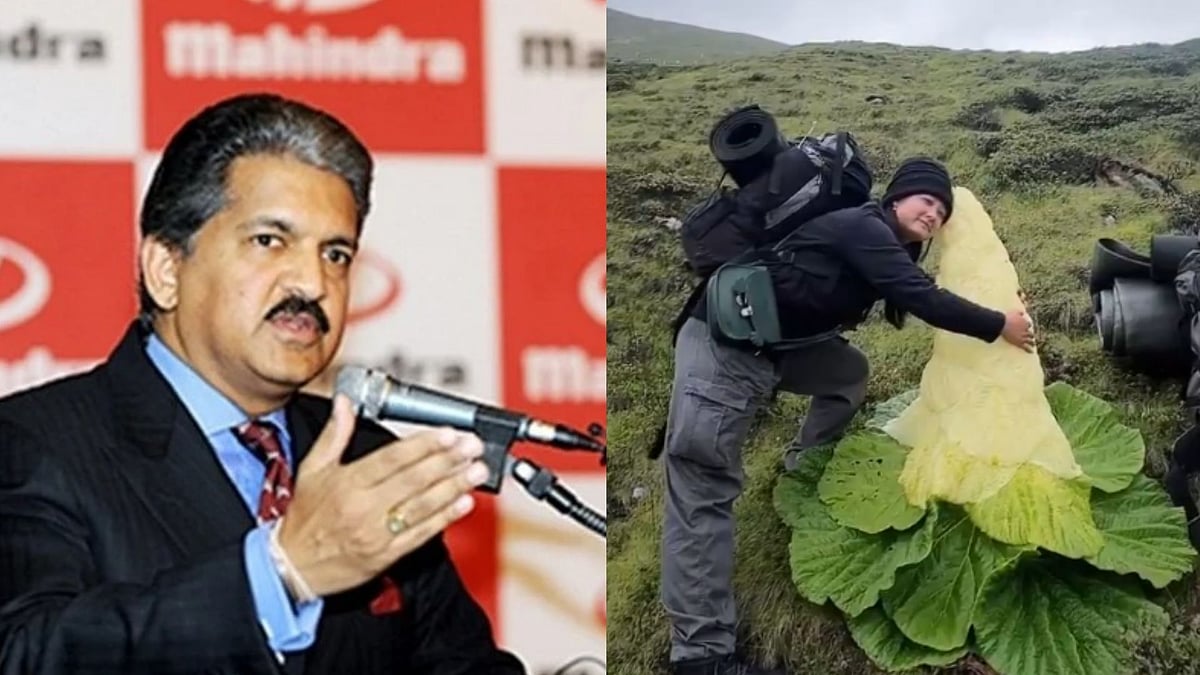 Anand Mahindra Sheds Light On This Rare Himalayan Flower That Blooms Once In 30 Years; Know Details 