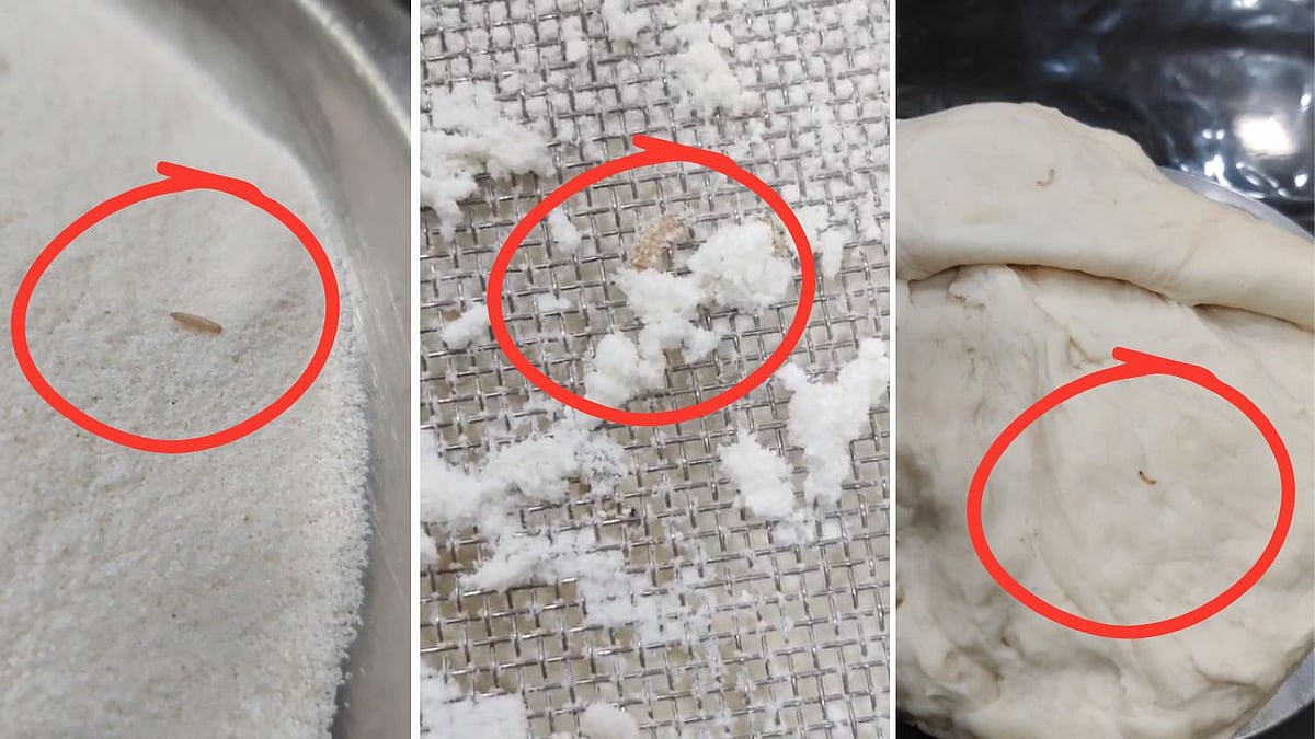 MP News: Worms Found Crawling In Suji & Maida Packets In Gwalior; Congress Spokesperson Files...