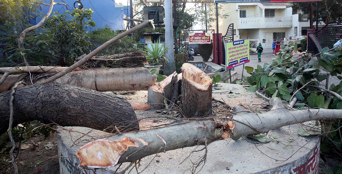 Bhopal News:  National Green Tribunal  Halts Tree Felling For Ayodhya Bypass 10-Lane Project Till...