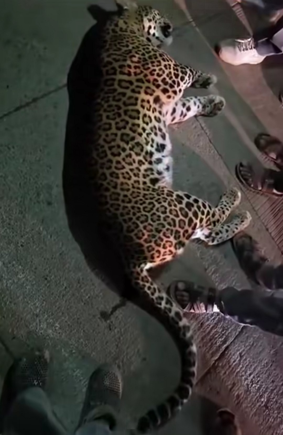 Speeding Vehicle Kills Leopard Near Nashik Highway; Driver Flees