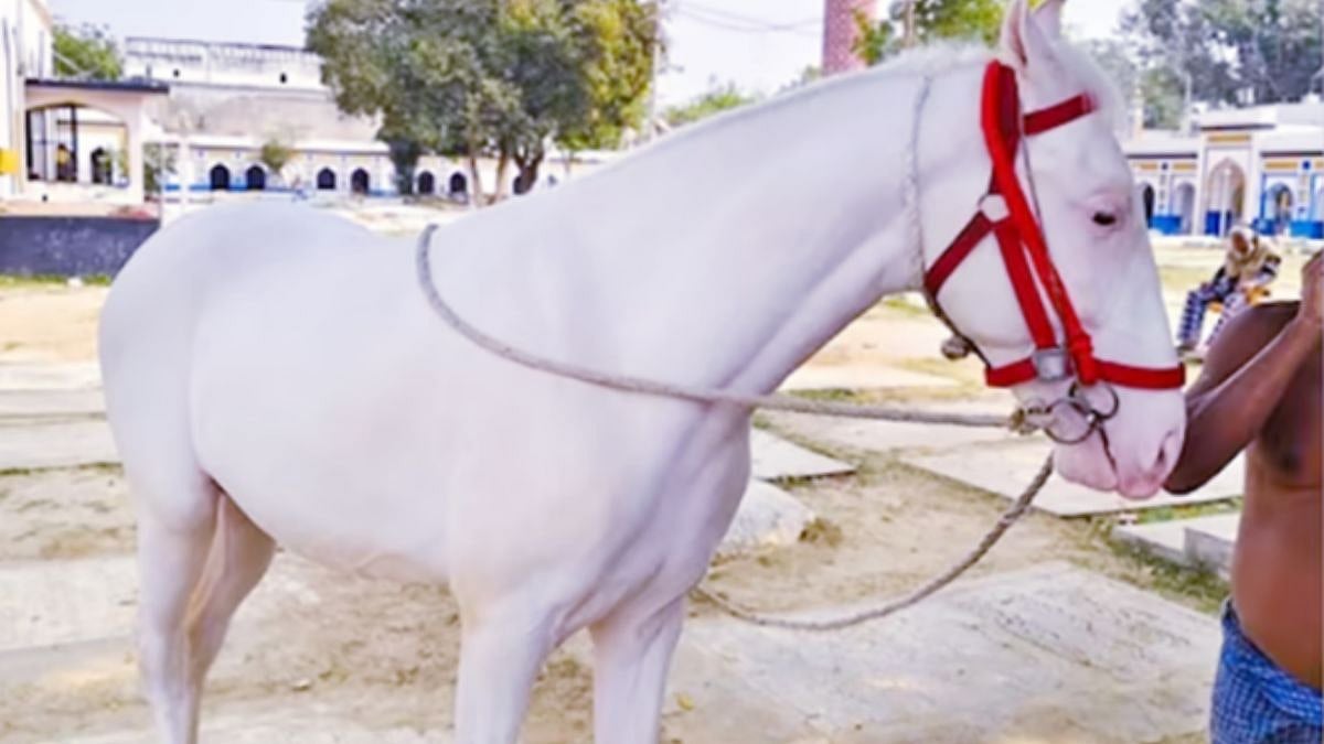 Uttar Pradesh Crime: Rare Iranian-Breed ‘Duldul’ Horse Revered By Shia Community Stolen From Lucknow's Karbala Area 