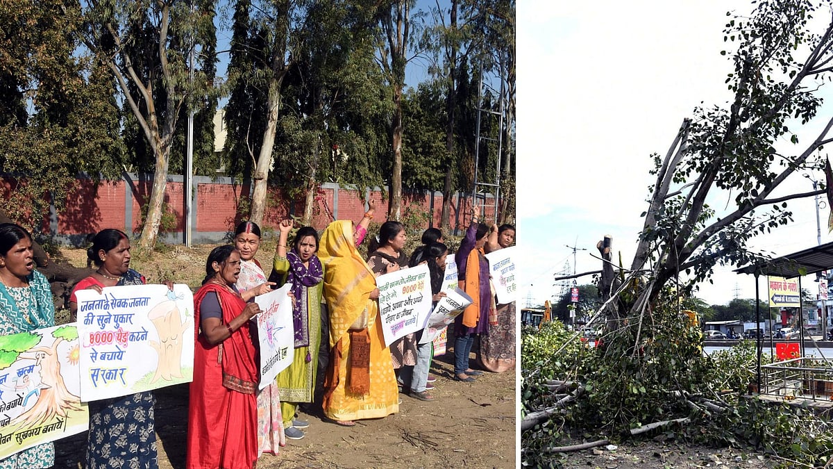 Bhopal News: Road Widening Exacts A Heavy Cost; City Loses Over 60 Crore Litres Of Oxygen As 1,500...