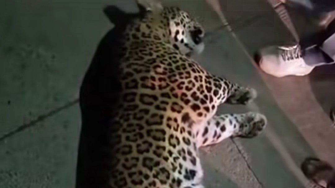 Speeding Vehicle Kills Leopard Near Nashik Highway; Driver Flees | 