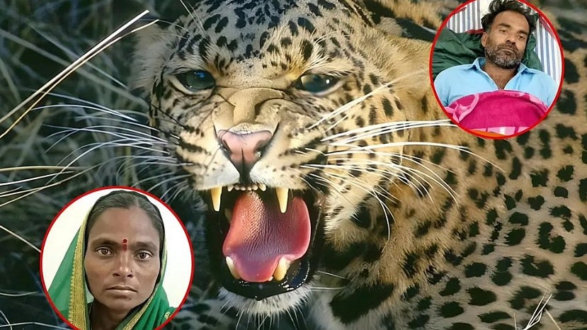 Nashik Woman Fights Off Leopards With Sugarcane Stalks, Saves Husband's Life