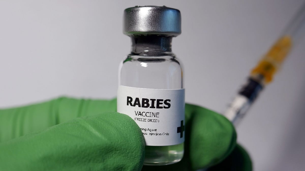 Fake Rabies Vaccine Being Sold In India? Australia Raises Public Health Alert Over Suspicion Linked To India Travel 