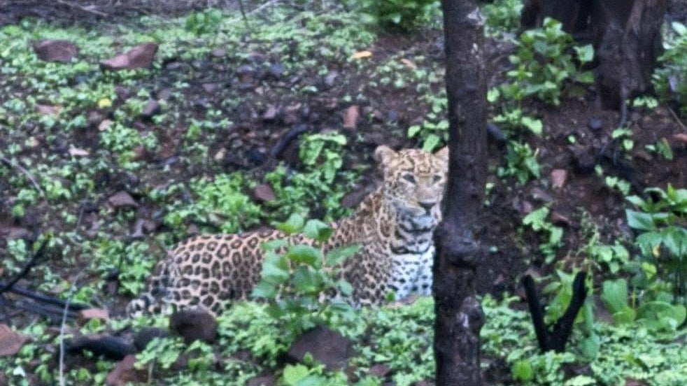Leopard Sighting In Thane’s Pokhran Area Sparks Panic As Forest Department Intensifies Vigil In Densely Populated Area 