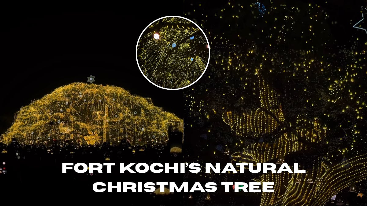 Kochi's 80-Foot-Tall Natural Christmas Tree Decks Up For Year-End Light Show; Spectacular Visuals Inside | Instagram @fortkochi_live