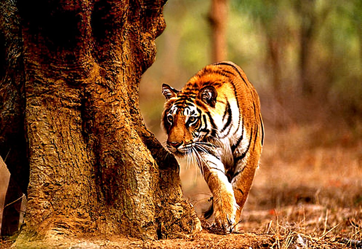 Todoba Andhari Tiger Reserve