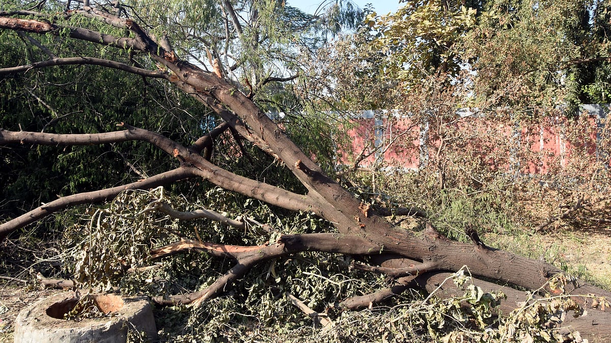Bhopal News: Over 600 Civic Works Stuck For Years, But Tree-Cutting Clearance Given In A Day