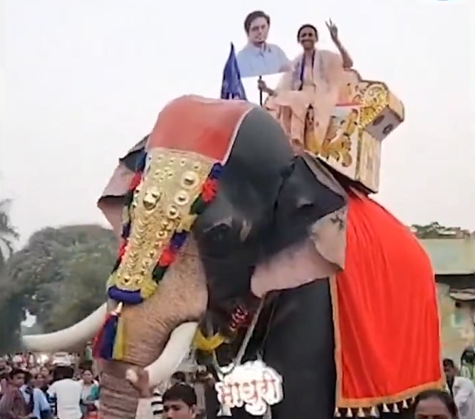 Pune VIDEO: BSP's Sanghamitra Chaudhari Celebrates Historic Win With Elephant Procession In Baramati