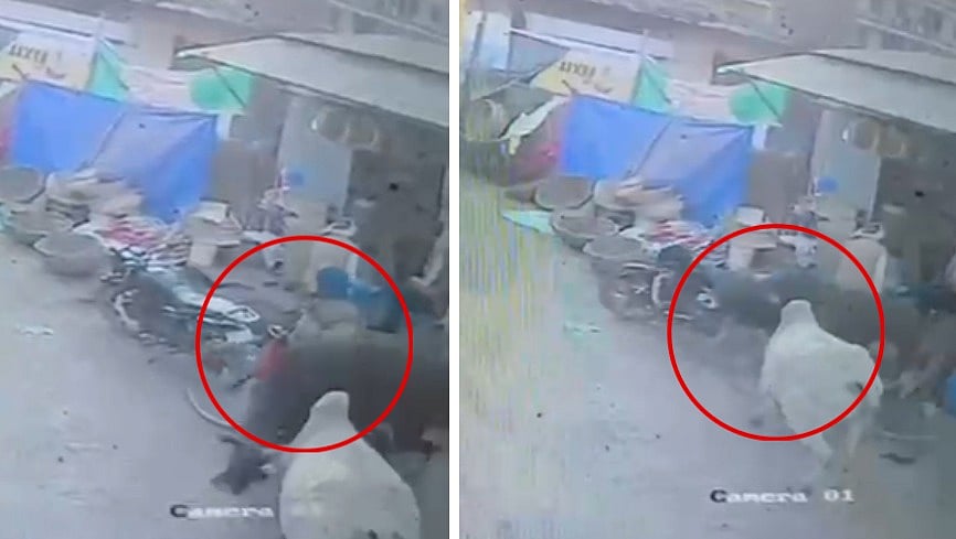 MP News: 60-Year-Old Man Dies After Fighting Bulls Attack Him In Morena; CCTV Clip Surfaces