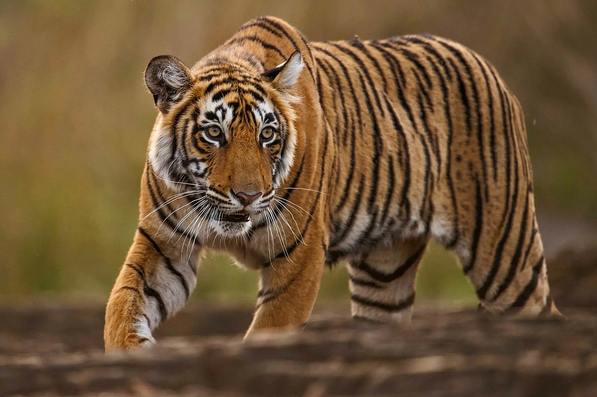 MP News: Tigress From Bandhavgarh Released In Open Forest Of Madhav Tiger Reserve In Shivpuri,...