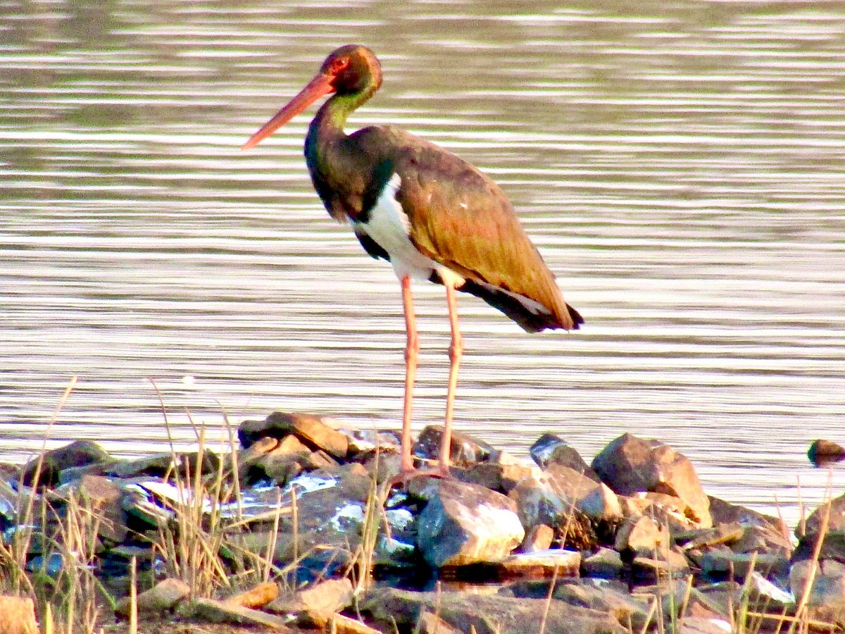 Rare Black Storks