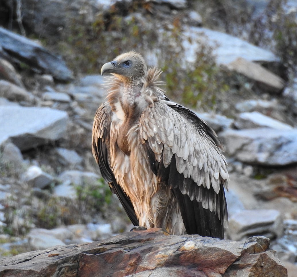 Himalayan Griffon vultures