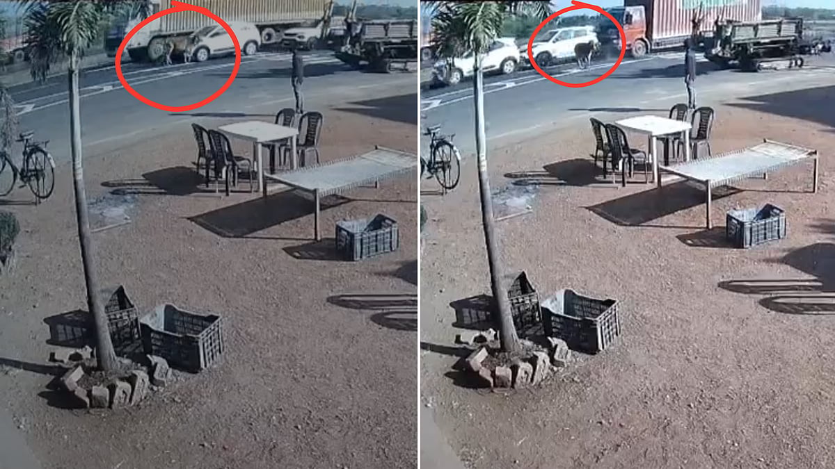 MP News: Three Vehicles Collide On NH-46 In Shivpuri While Trying To Save Cow; Minor Injuries...