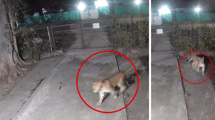 MP News: Leopard Jumps Fence Of Government Employee's House In Jabalpur; CCTV Footage Goes Viral