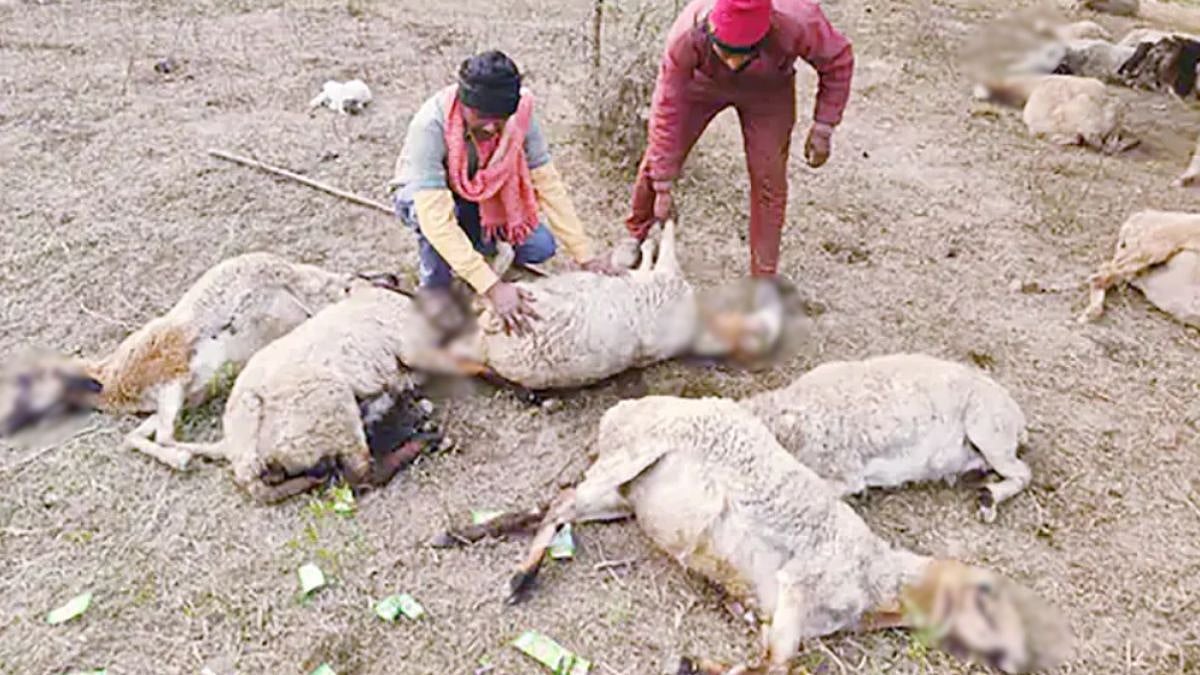 Uttar Pradesh Tragedy: 170 Sheep Die After Consuming Stale Food Left At PM Modi-Inaugurated Lucknow’s Rashtra Prerna Sthal, NGOs Blame Civic Negligence 