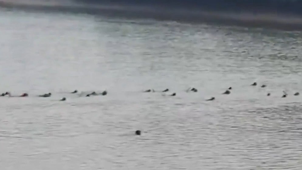 'Display Of Unity & Courage': Entire Troop Of Monkeys Leap Into Odisha River After Crocodile Attacks One Of Them | WATCH Scary Wildlife Encounter 
