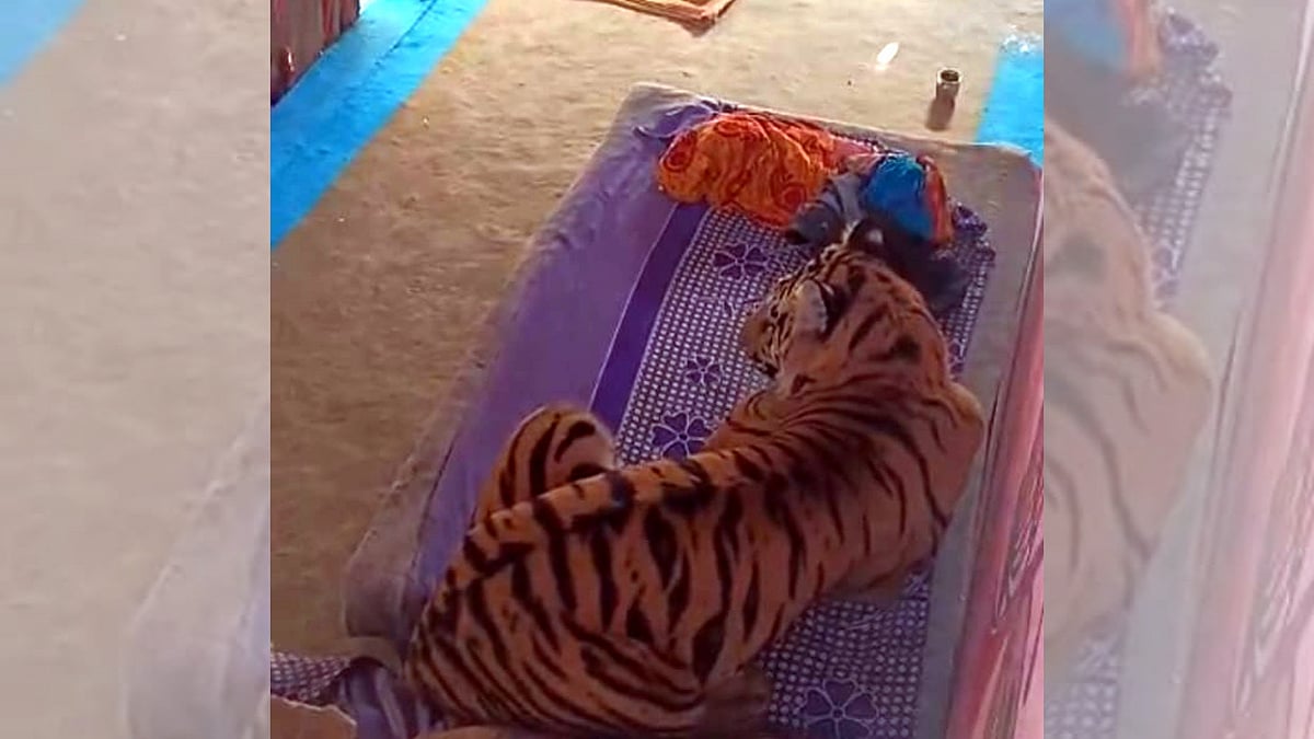 MP News: Tiger Attacks Villagers Near Bandhavgarh Tiger Reserve & Then Chills On Bed