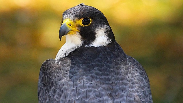 Nashik: Rare Peregrine Falcon Sighted At Nandur Madhmeshwar Sanctuary, Thrills Birdwatchers