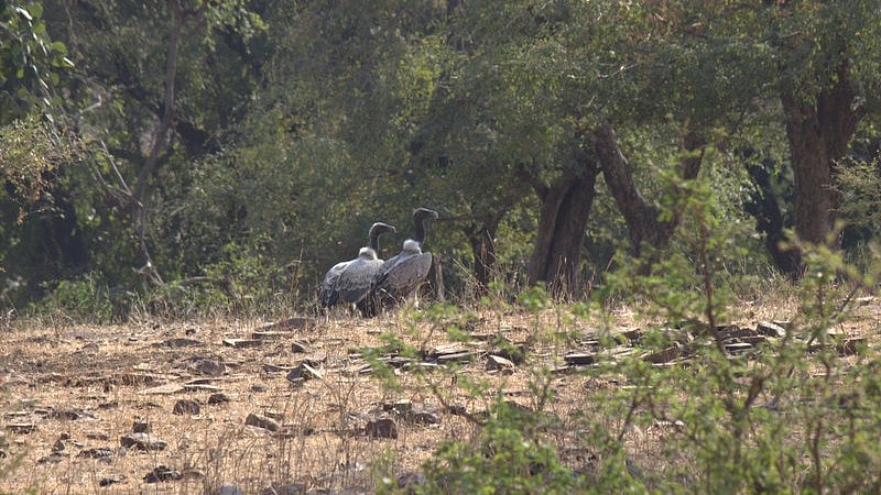 Mumbai News: Gaushalas Stop Toxic Drugs To Save Critically Endangered Vultures 