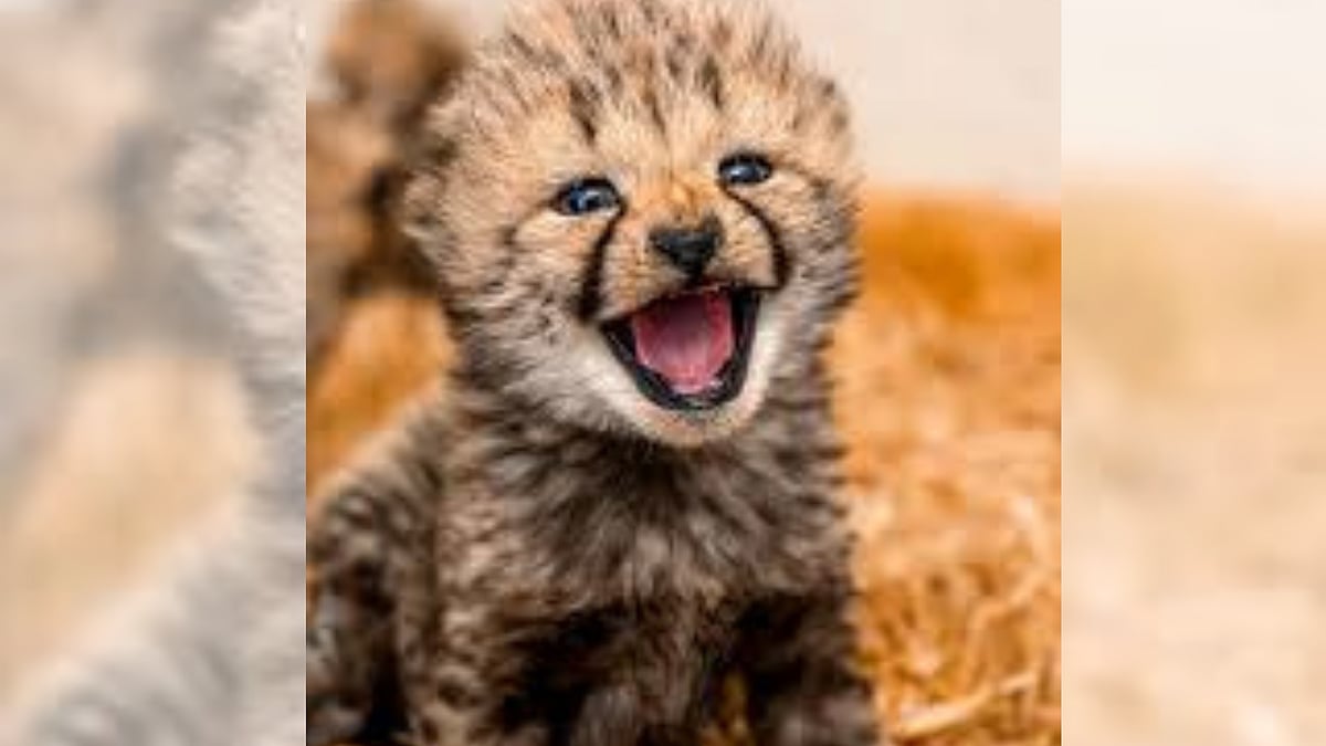 MP News: Wildlife loses 55 Tigers, While Cheetahs Flourish