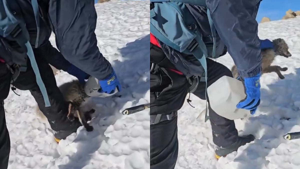 Mountainers Rescue Baby Fox After Its Head Gets Stuck in Plastic Container; Heartwarming Video Goes Viral | WATCH 