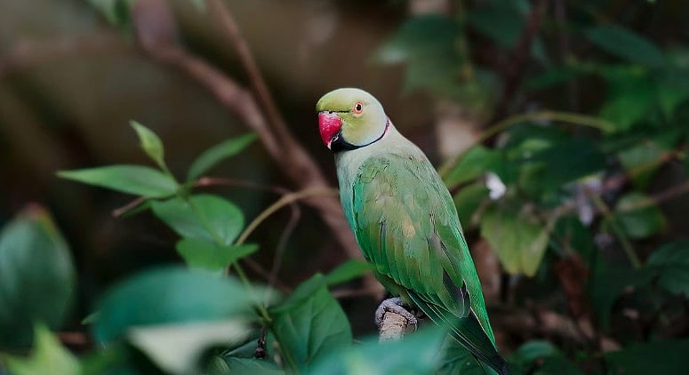 MP News: Over 80 Parrots Found Dead On Narmada River Banks In Khargone