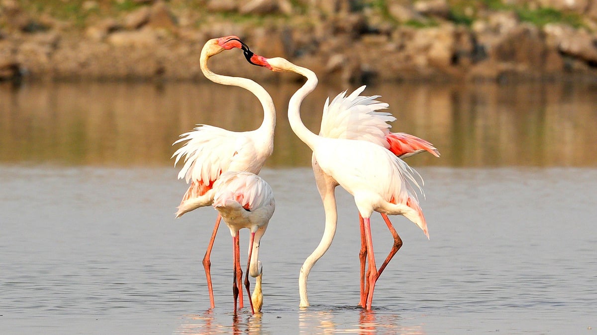 Chhatrapati Sambhajinagar In Focus As Special Environment Calendar 2026 Is Released