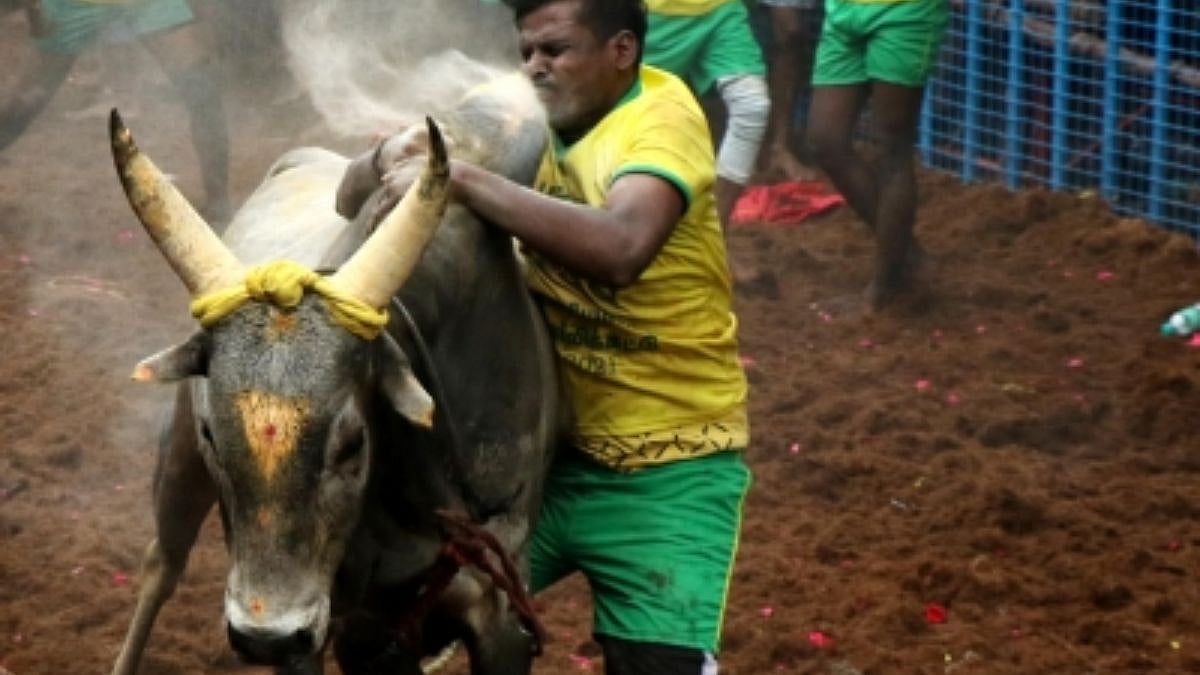 Tamil Nadu To Hold First Jallikattu Of 2026 On January 3 In Thatchankurichi Village 