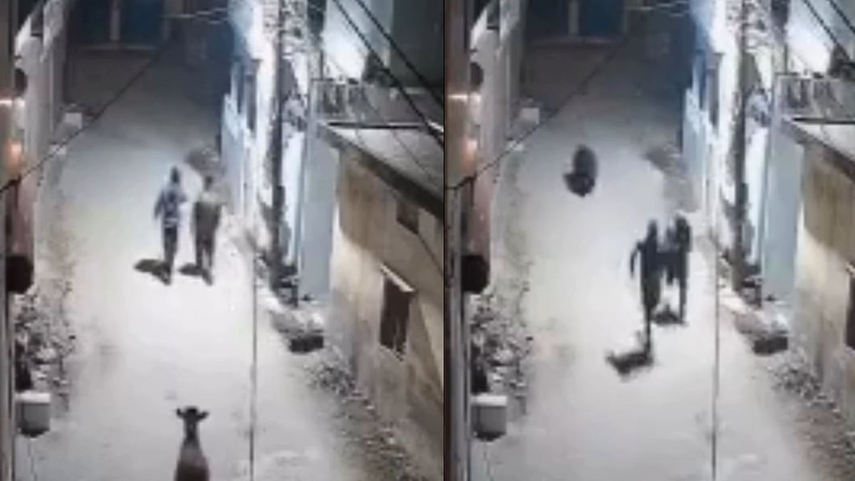 Rishikesh: Wild Bear Escapes Zoo, Chases Cows & 2 Men Who Were Out For Night Walk; CCTV Footage Goes Viral 