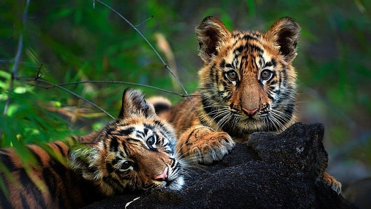 A Realistic View Of Tiger Deaths