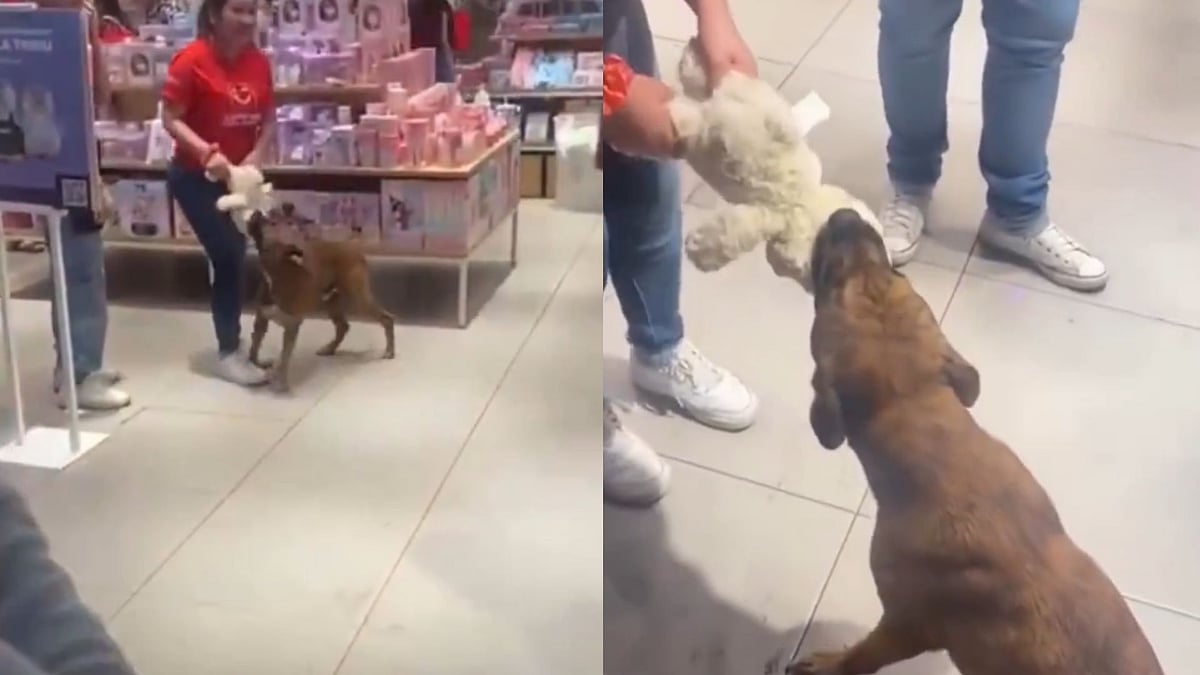 Stray Dog Refuses To Let Go Of Stuffed Toy In A Miniso Store; Shoppers Come Together & Buy It For The Pup: Watch Viral Video 