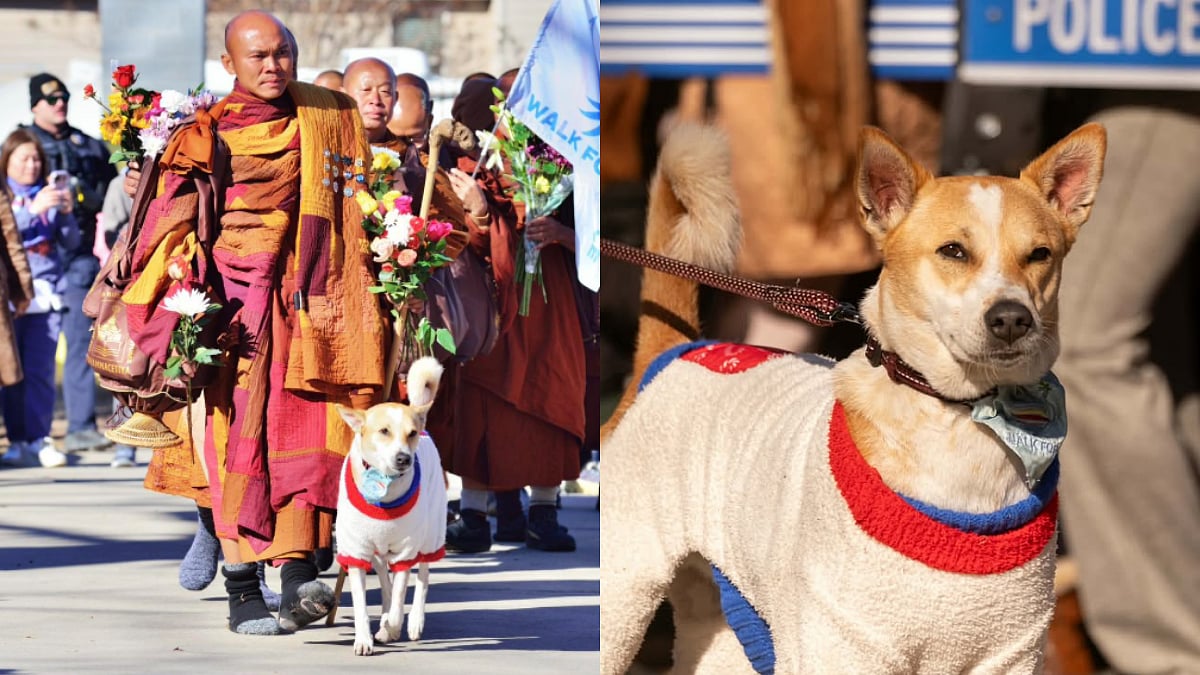 Meet Aloka, Indian Stray Dog Who Is Now Walking 2,300 Miles Across USA To Advocate Peace; Dons Heart Sign On Its Forehead | WATCH 