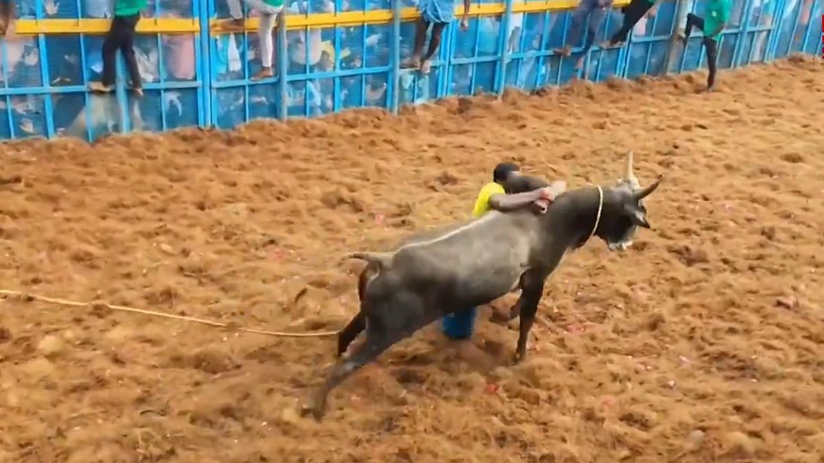 Tamil Nadu: Over 900 Bulls & 300 Participants Take Part In State's First Jallikattu Event Of 2026 