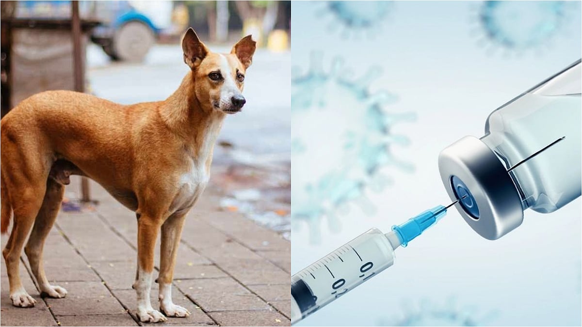 Counterfeit Rabies Vaccine Alert in India: Key Concerns Explained