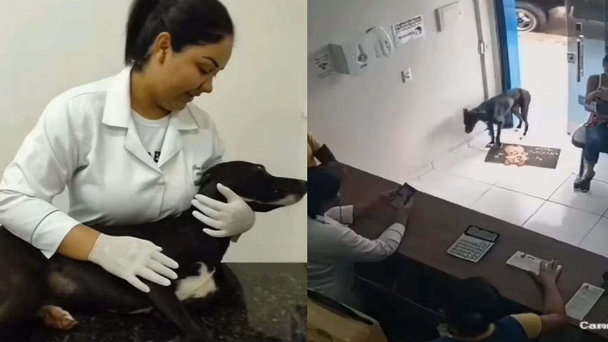 'Such Brave Baby': Dog Walks Himself To Vet's Clinic With Injured Paw; Lady Attendant's Kind Response Goes Viral - Video 