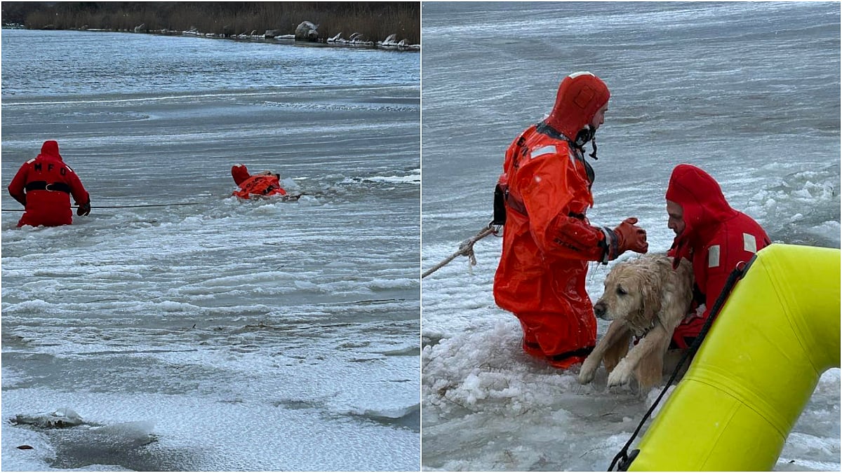 US: Heartwarming Video Of Rescue Operation Carried Out To Save Dog Fallen Into Icy Pond In Rhode...
