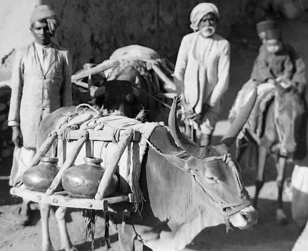 A rare image from the Holkar era showing water being delivered door-to-door in copper and brass pots, placed on specially carved wooden stands and carried by cattle. Many Brahmin and Jain families traditionally avoided water carried in leather bags.