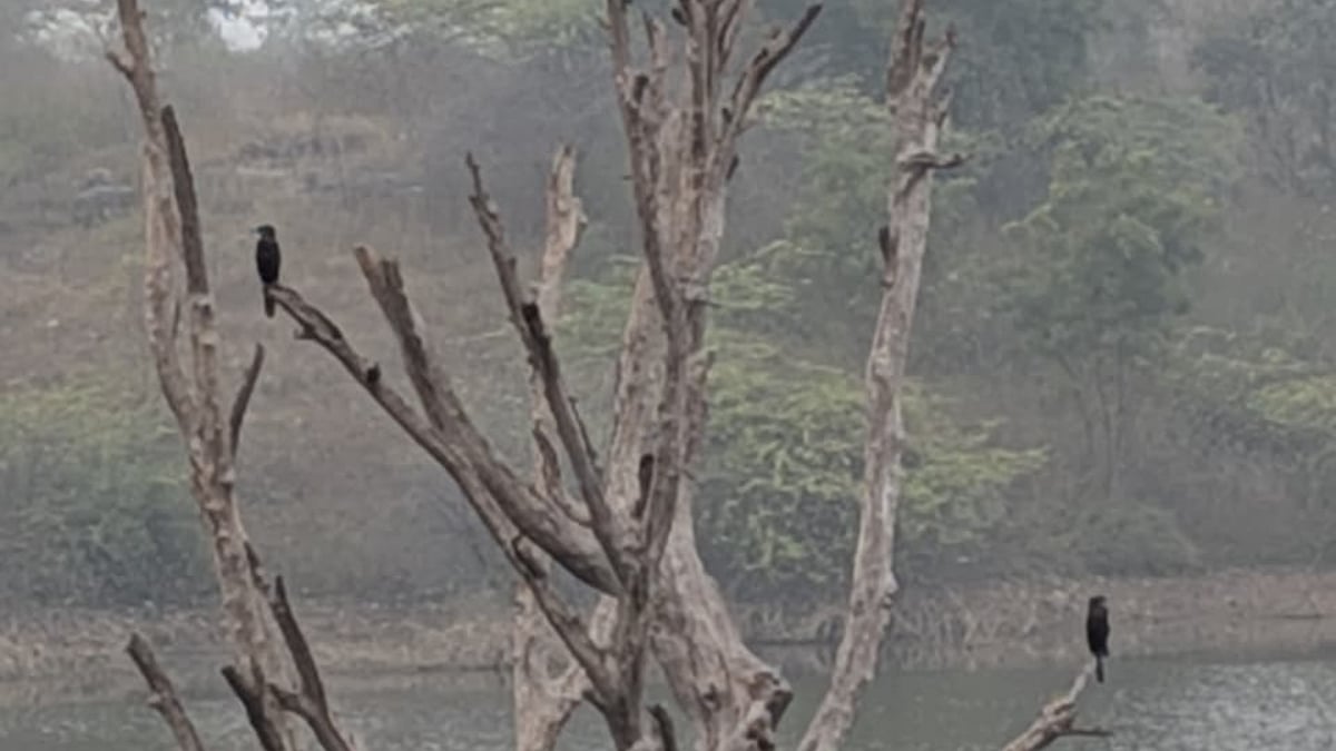 MP News: Two-Day Asian Water Bird Census Begins In Bagh