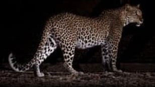 Leopard Attack In Shahapur Sparks Panic After Cow Killed, Highlighting Rising Man–Animal Conflict In Thane District 