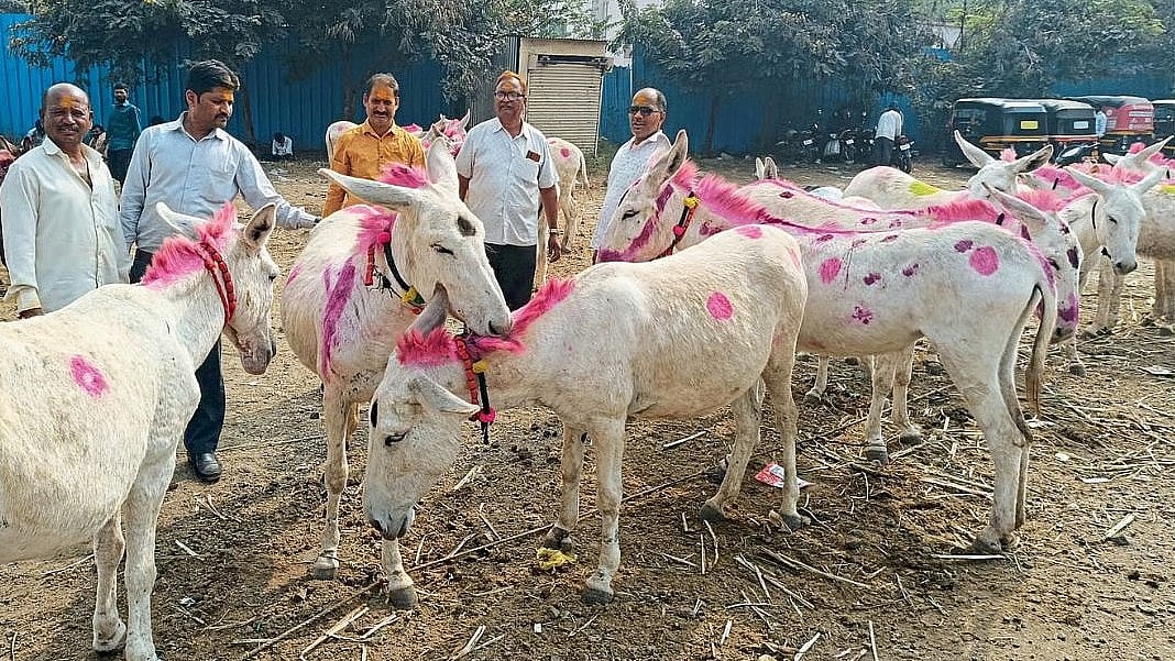Pune VIDEO: Kathiawari Donkey Fetches ₹1.5 Lakh At Jejuri's Traditional Market