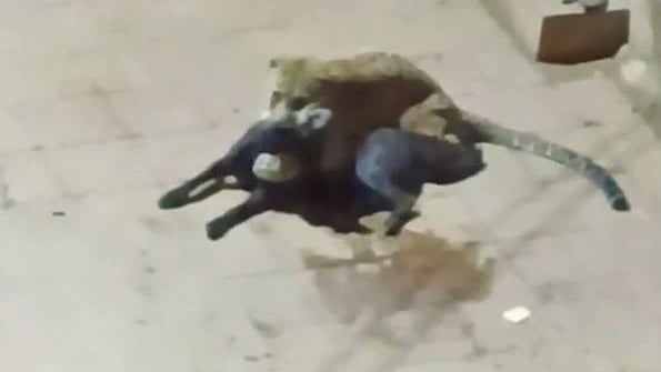 Leopard Creates Panic Again In Thane: Enters Residential Area, Attacked A Pet Dog, Horrific Scene Caught On CCTV 